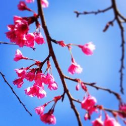 Low angle view of pink flowers blooming on tree