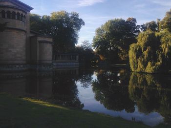 Reflection of trees in water