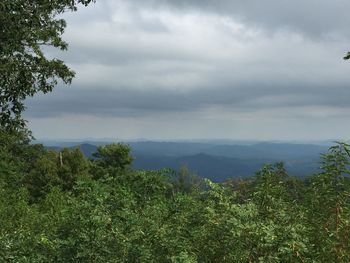 Scenic view of forest against sky