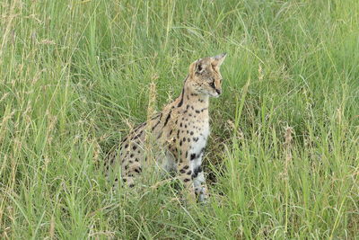 A serval in the tall grass