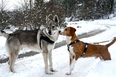 View of dogs on snow covered land