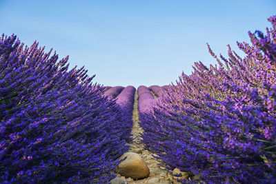 View of lavender flowers against sky