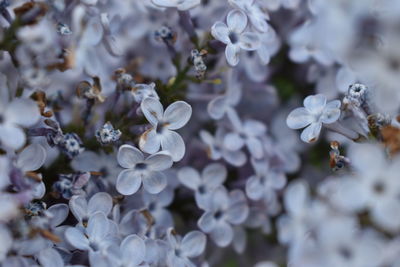 Close-up of white flowering plants