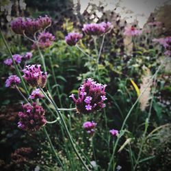 Close-up of pink flowering plants