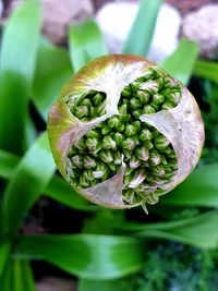 High angle view of an opening allium flower,close up