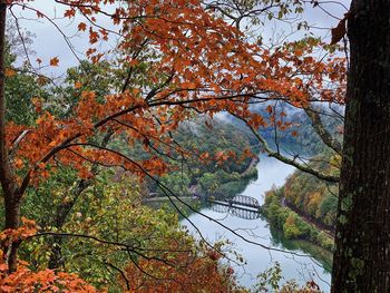 Trees by lake against sky during autumn