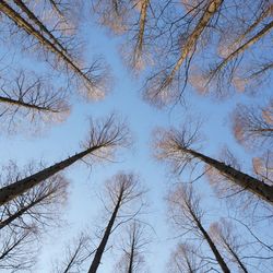 Low angle view of trees in forest against sky