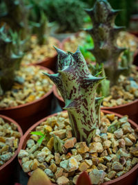 Close-up of succulent plant in market