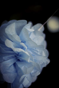 Close-up of flower against black background