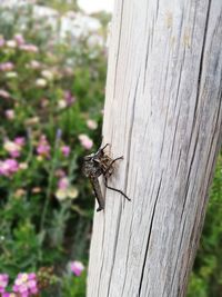 Close-up of fly on wood