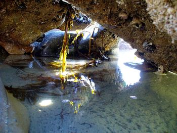 Close-up of ducks on rock in cave