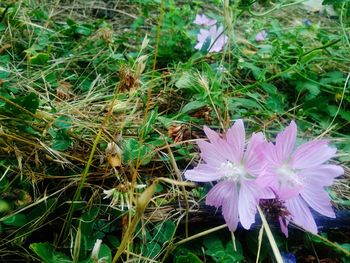 Close-up of pink flowering plant on field