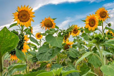 Close-up of yellow flowering plant against sky