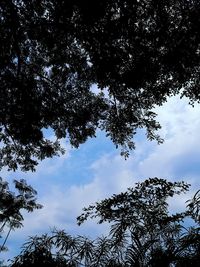 Low angle view of silhouette tree against sky