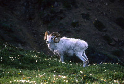 Grizzled dall sheep in a mountain meadow in denali national park in alaska