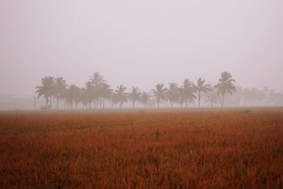 Trees on field against sky during foggy weather