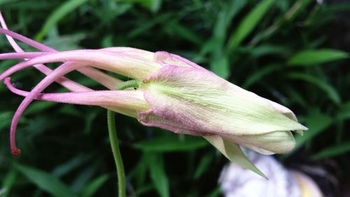 Close-up of pink flower blooming outdoors