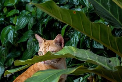 Close-up of a cat with leaves