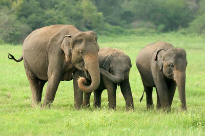 Elephant in a field