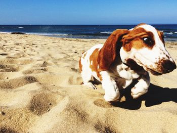 Dog on beach