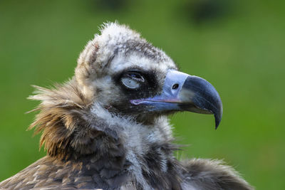Ugly vulture with eyes closed