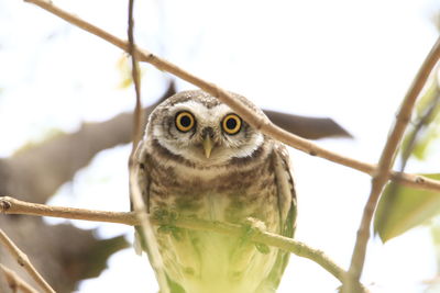 Close-up of owl perching on branch