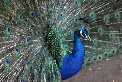 Close-up of peacock