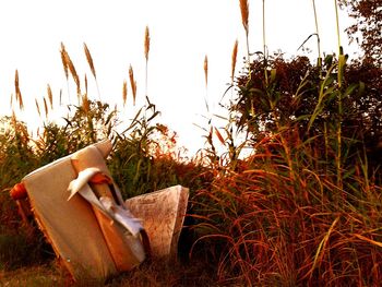 Low section of woman relaxing on grass at sunset