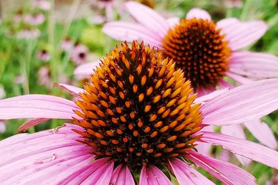 Close-up of pink flower