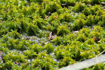 Full frame shot of plants