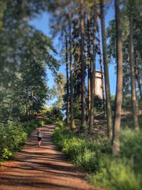 People walking on footpath amidst trees in forest