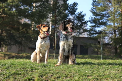 View of dog standing on field