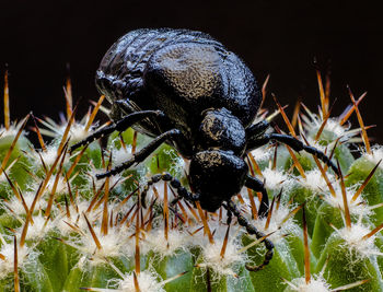 Close-up of insect on flower