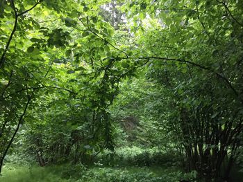 Trees in forest