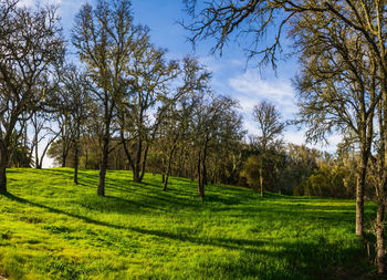 Trees on field against sky