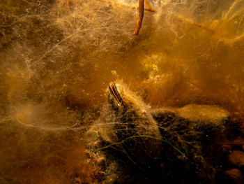 Close-up of dead fish in sea