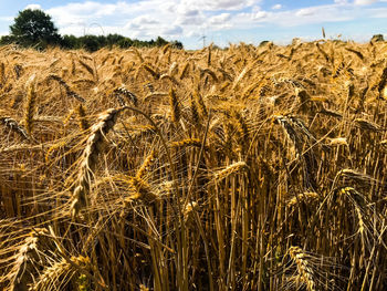 Scenic view of wheat field against sky
