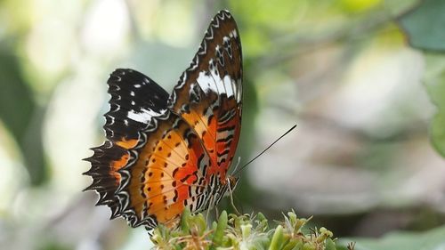 Close-up of butterfly pollinating flower