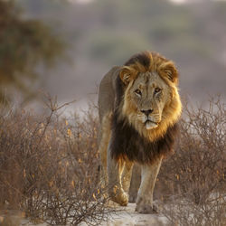 Lioness looking away