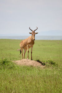 Deer standing on field