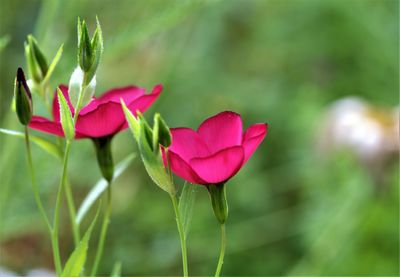 Close-up of pink flowering plant