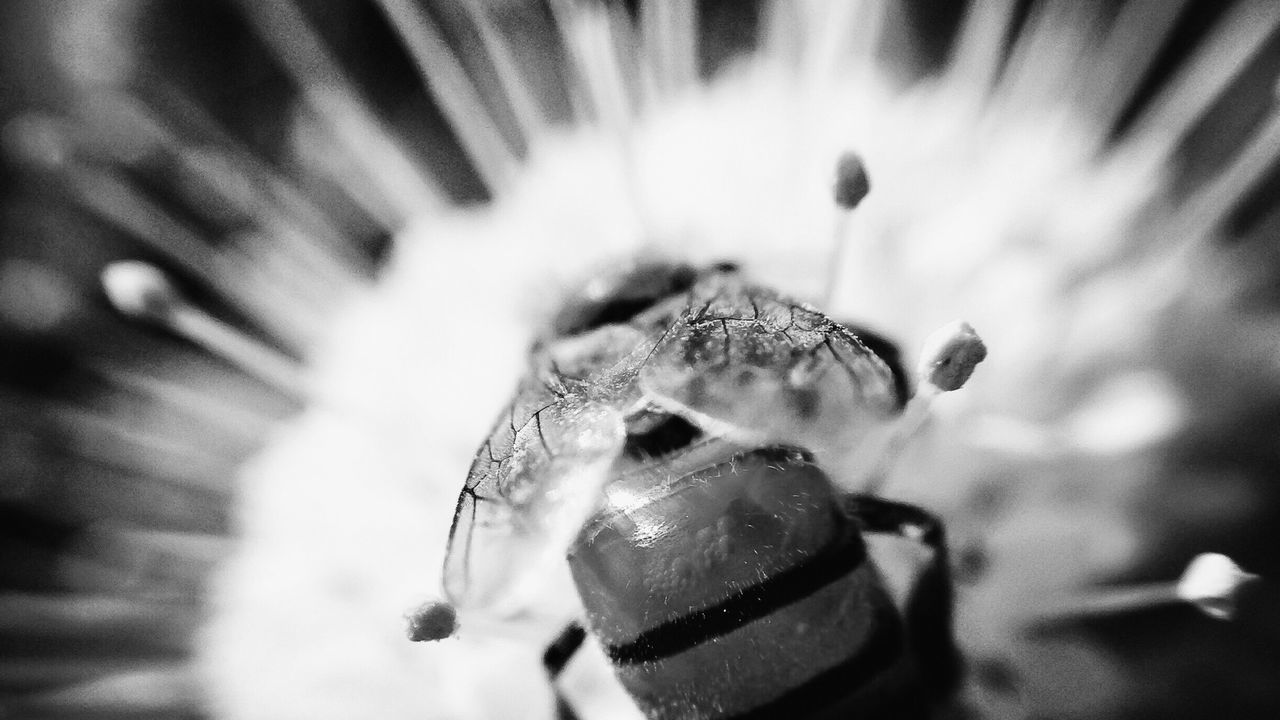 close-up, focus on foreground, selective focus, part of, extreme close-up, day, nature, outdoors, no people, detail, flower, insect, macro, fragility, death, beauty in nature, cropped, animal themes, unrecognizable person, one animal