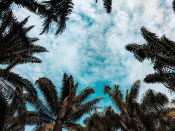 Low angle view of palm trees against sky