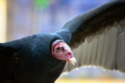 Close-up of a bird