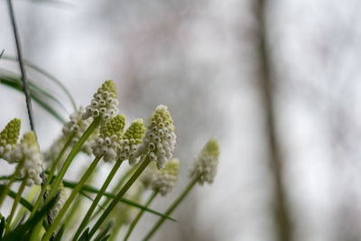 Close-up of white flowering plant