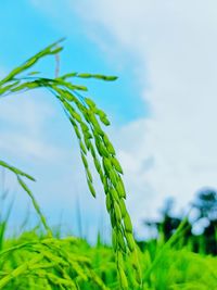 Close-up of crops growing on field against sky