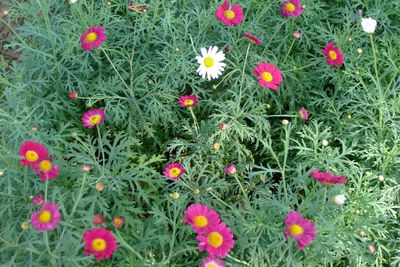 Close-up of red flowers blooming in field