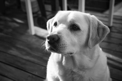 Close-up of dog