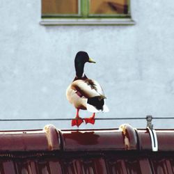 Bird perching on wall