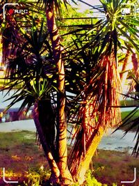 Palm trees against sky